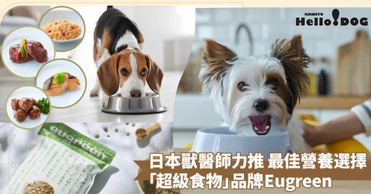 擔心毛孩營養不良?日本獸醫師力推!優選「超級食物」,寵物健康的最佳營養選擇~