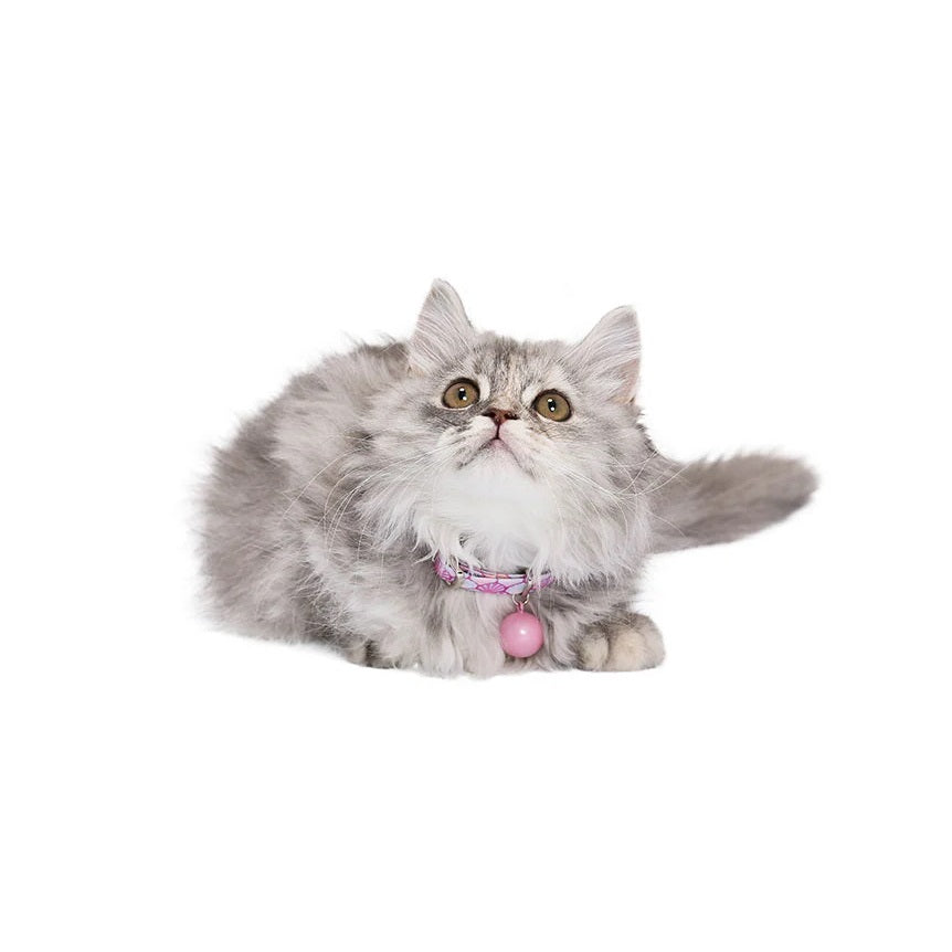 【Amo.K】 Cat Collar - Shell