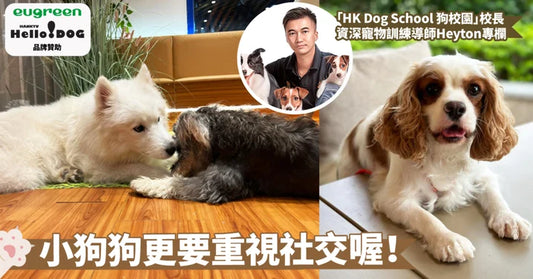 培養愛犬社交技能：深入探討幼犬社交的重要性與對其健康成長的關鍵影響～
