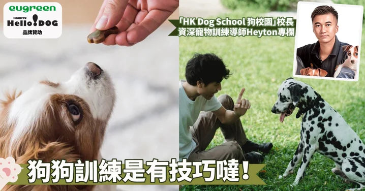 美味誘惑是狗狗訓練的秘密武器喔！7大重點揭示食物獎勵的神奇力量～