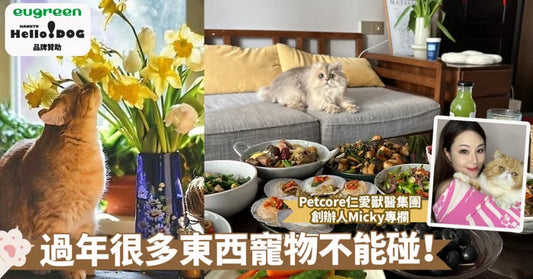 警惕賀年隱患！寵物中毒風險倍增，新年花卉、美食潛藏危機，主人務必留意