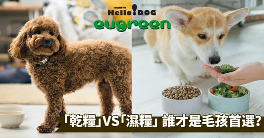 乾糧VS濕糧，哪款更適合寶貝愛寵呢？一起來探索最佳的毛孩糧食選擇吧～
